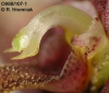 Bulbophyllum immobile  (10)